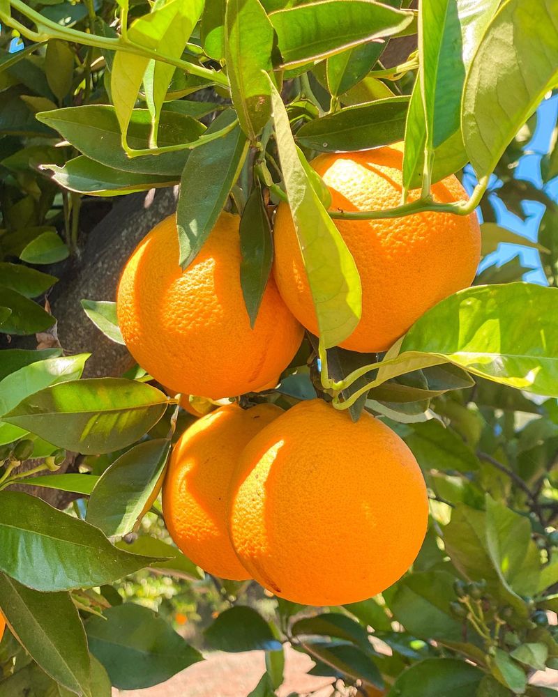 Orange Tree