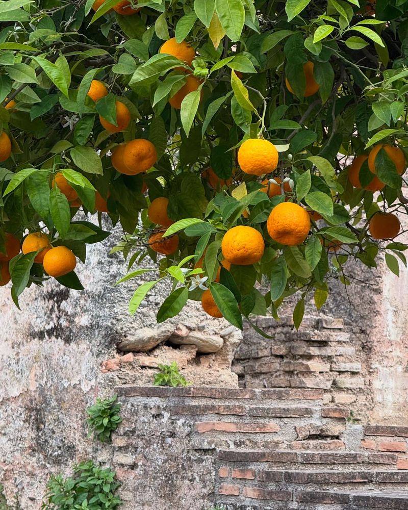 Oranges