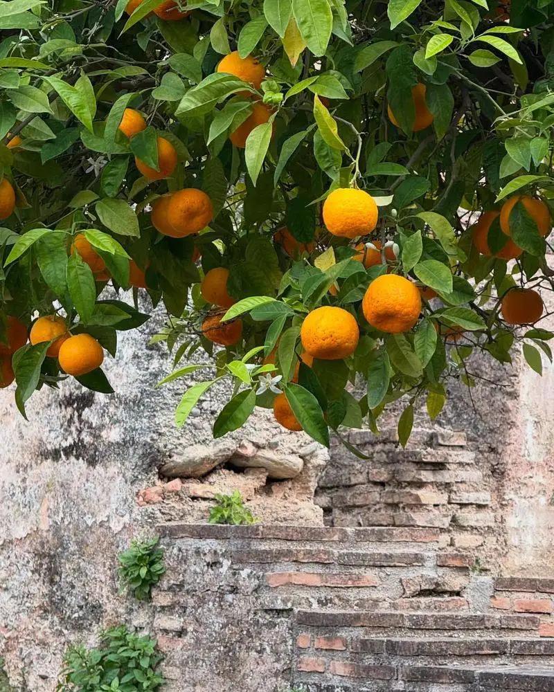 Oranges