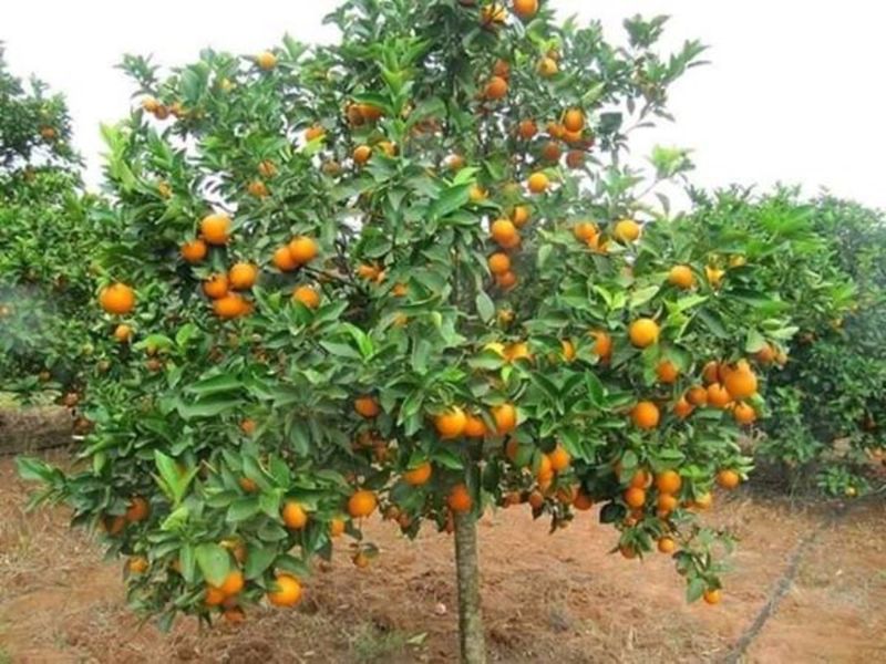 Oranges