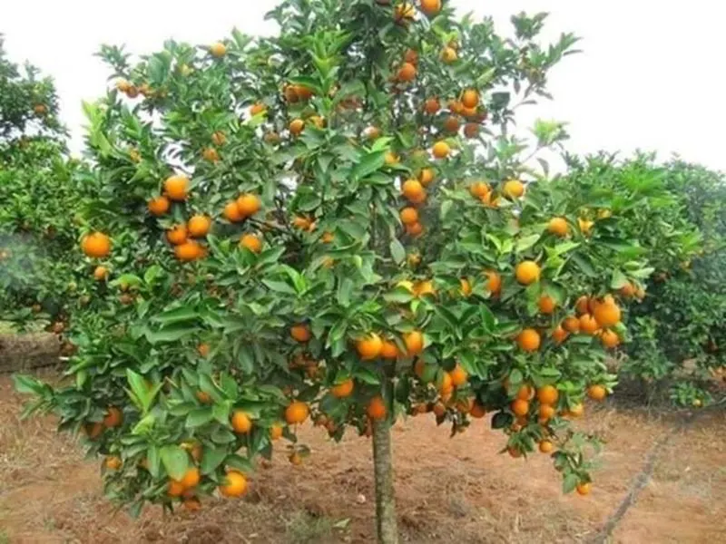 Oranges