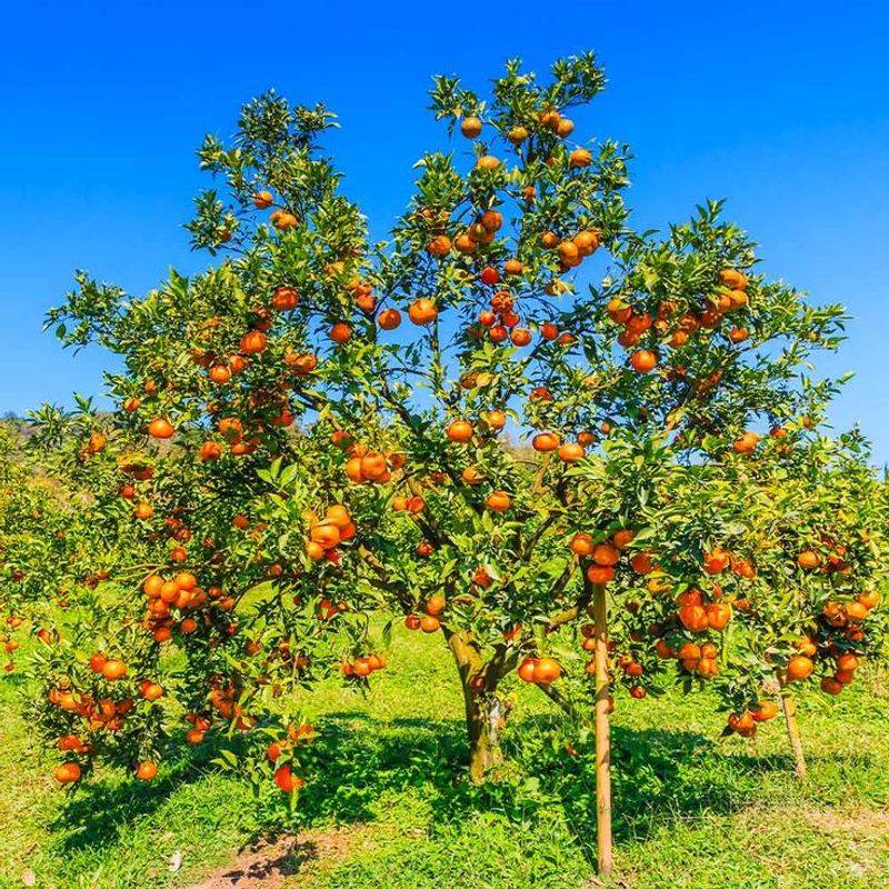 Oranges