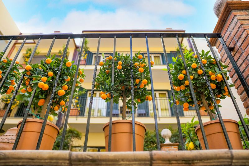 Oranges