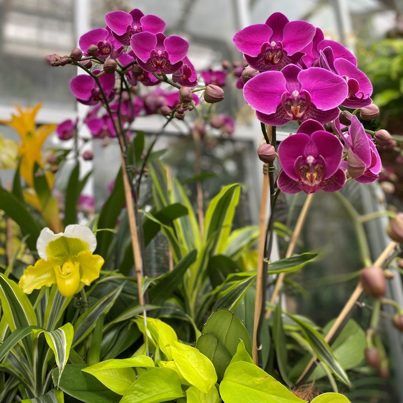 Orchid