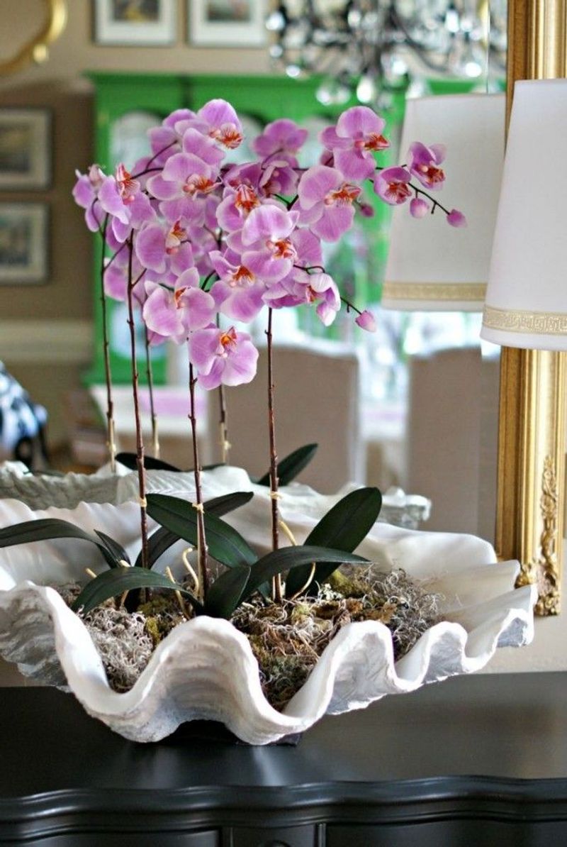 Orchid