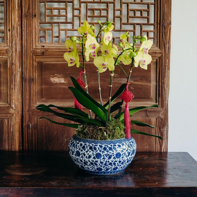 Orchid