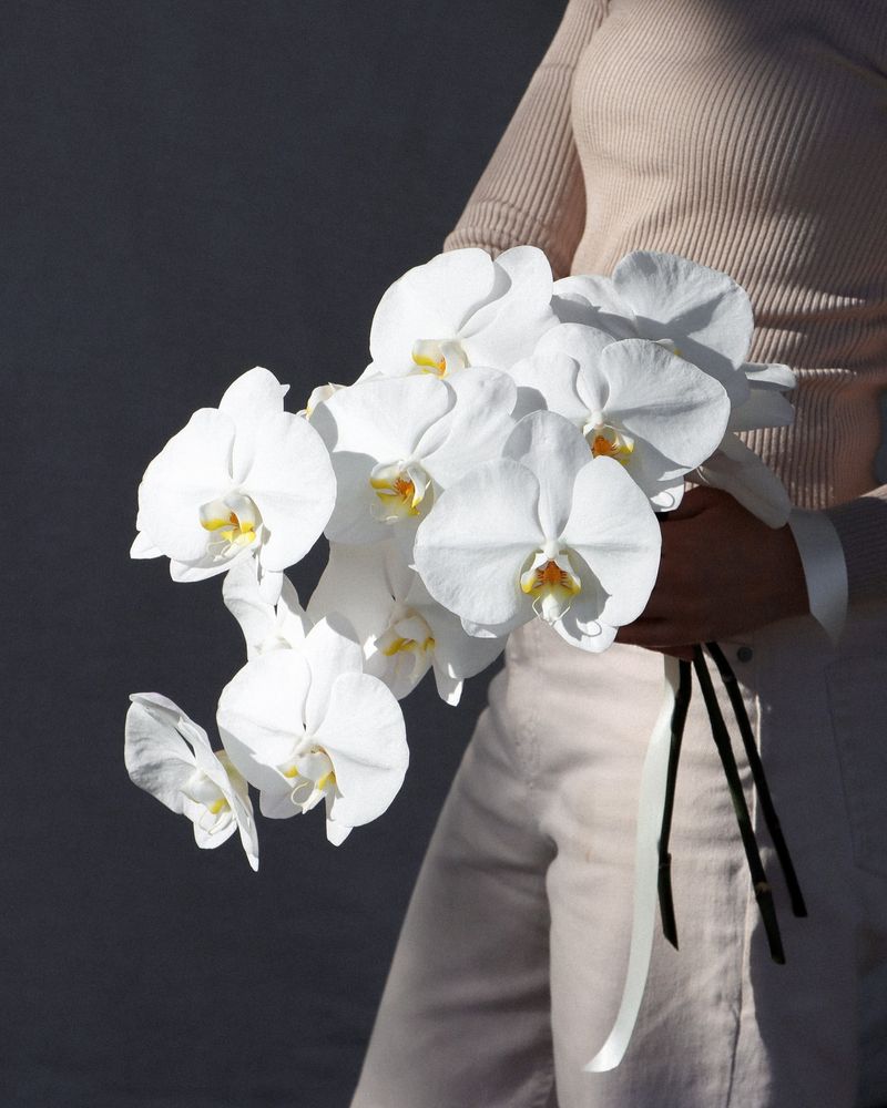 Orchid