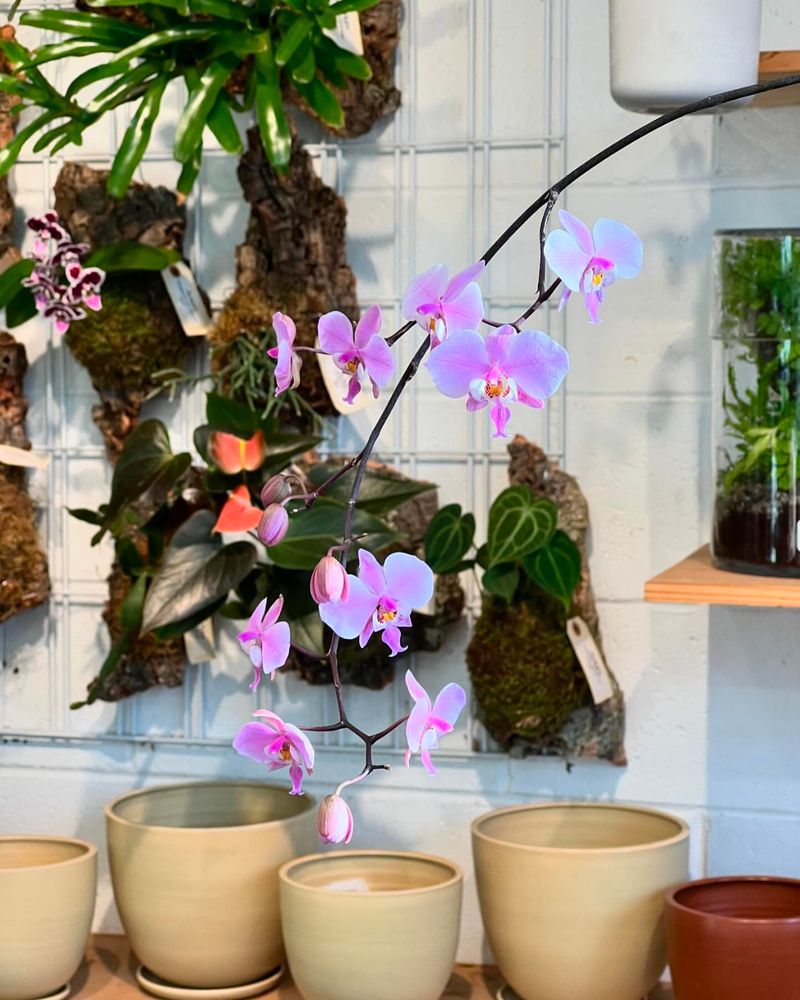 Orchid