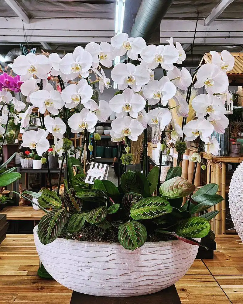 Orchid