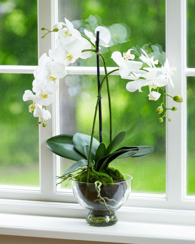 Orchid