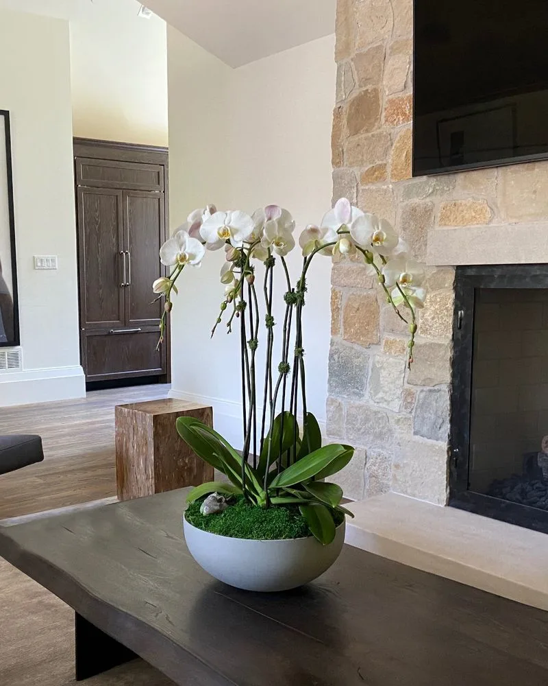 Orchid