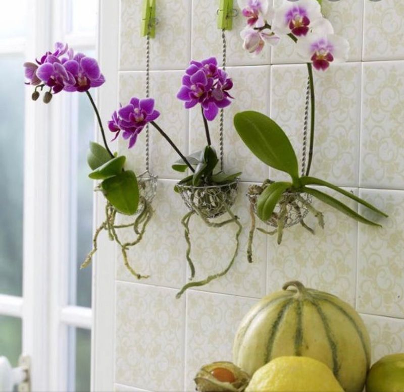 Orchid
