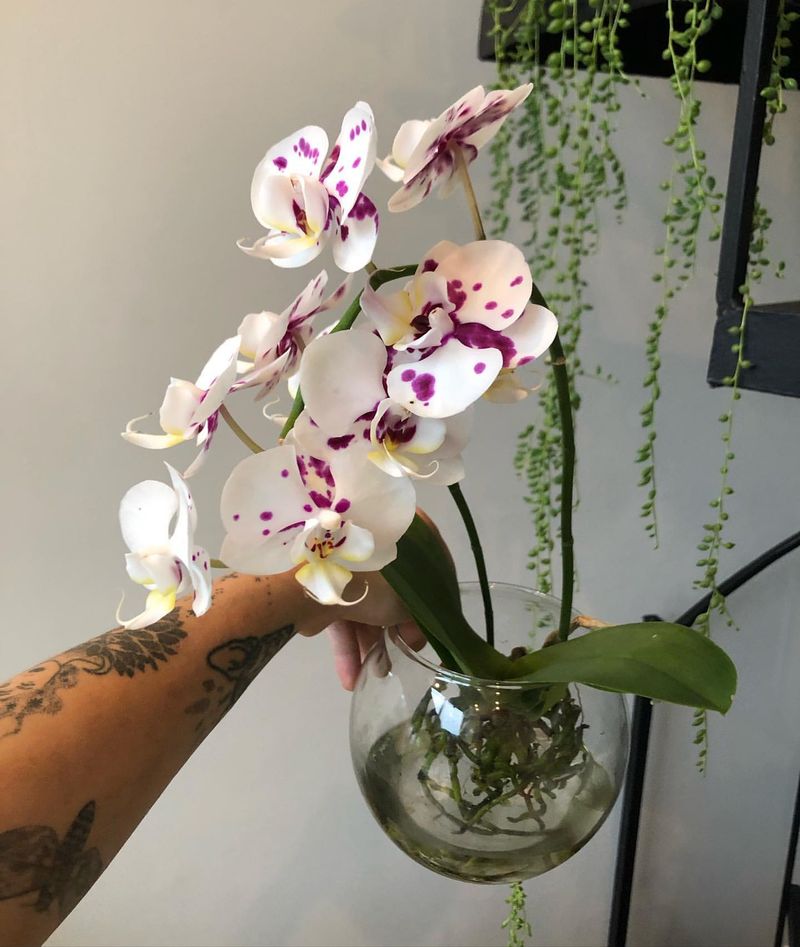 Orchid