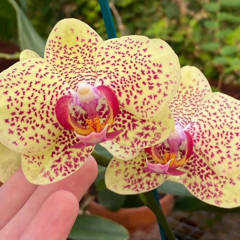 Orchid