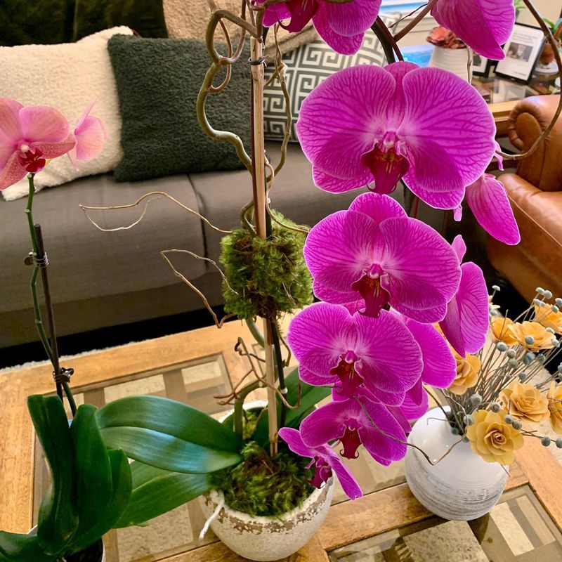 Orchid