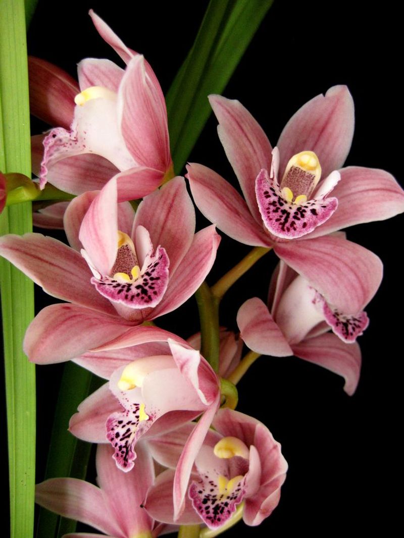 Orchid