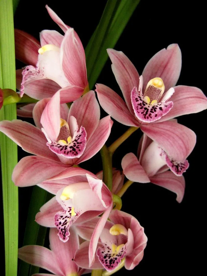 Orchid
