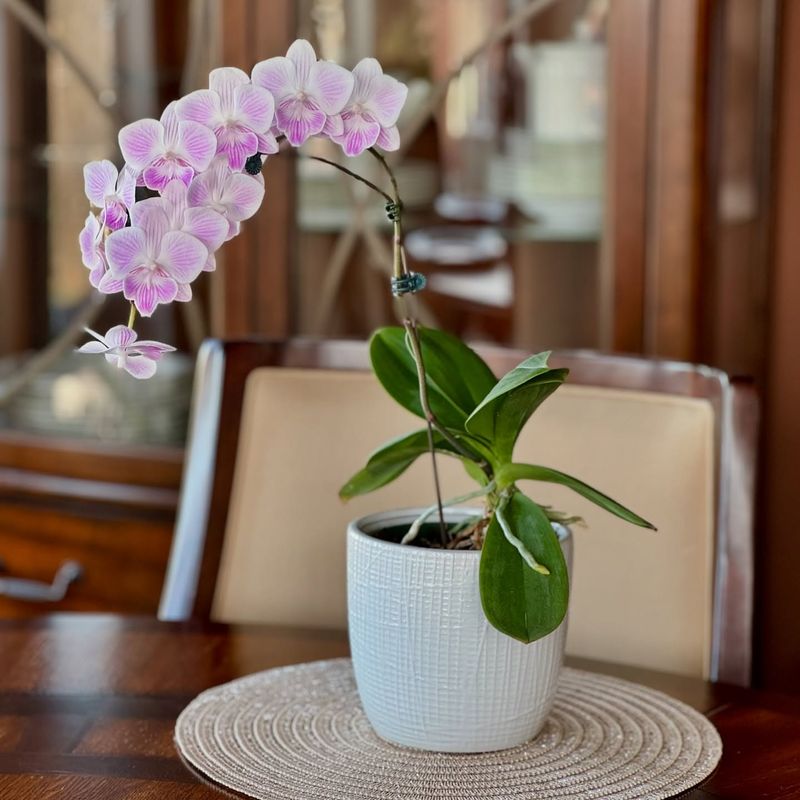 Orchid