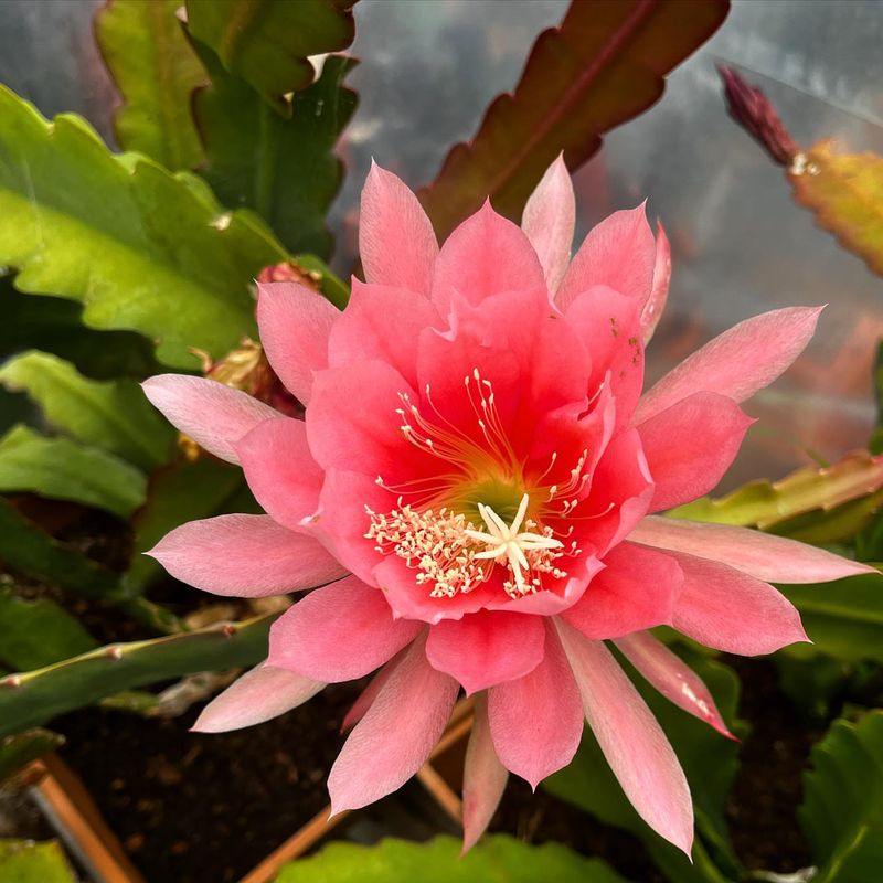 Orchid Cactus (Epiphyllum)