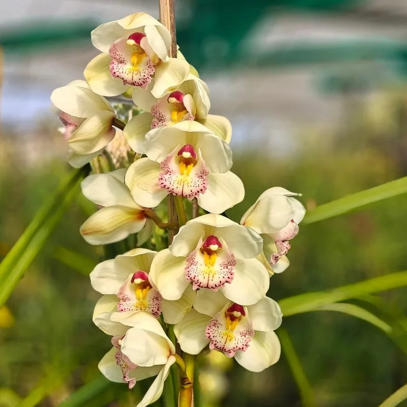 Orchid (Orchidaceae)