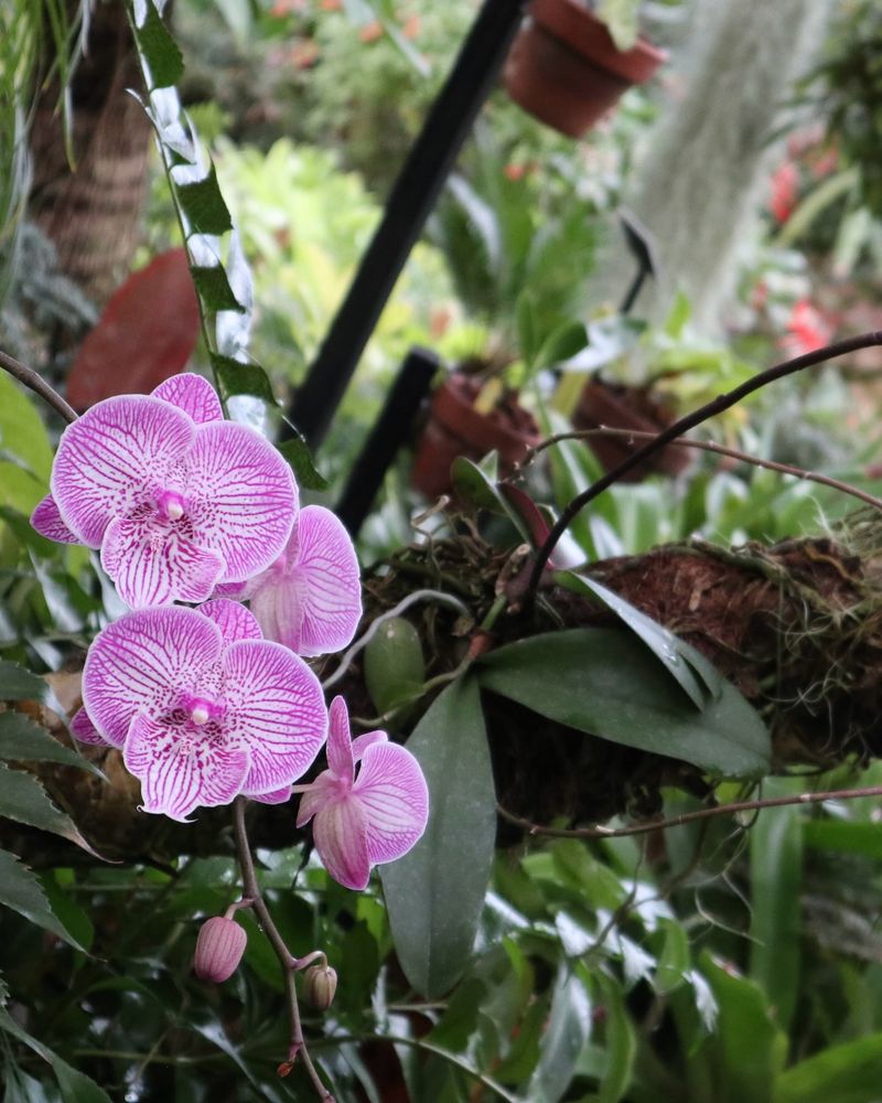 Orchids