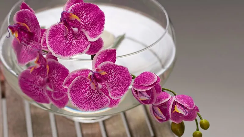 Orchids