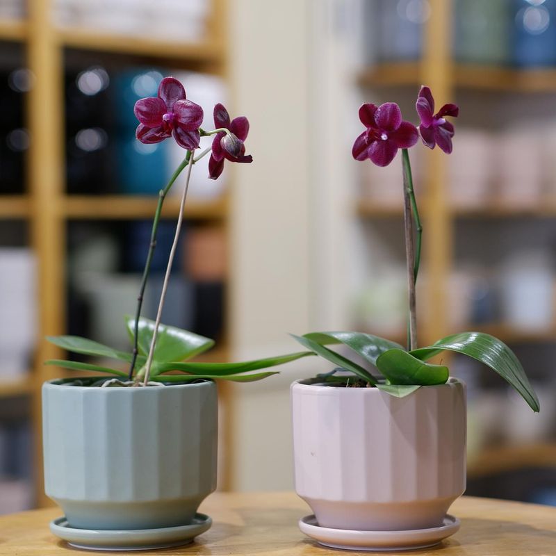 Orchids
