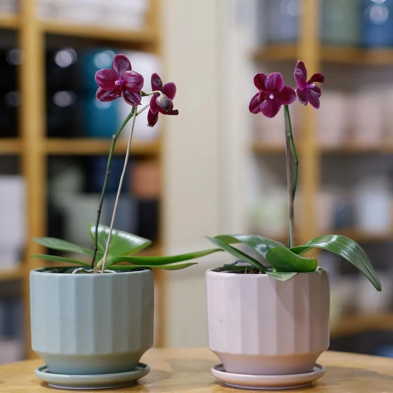 Orchids