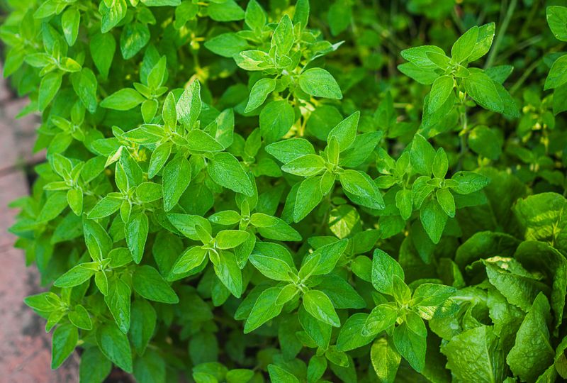 Oregano