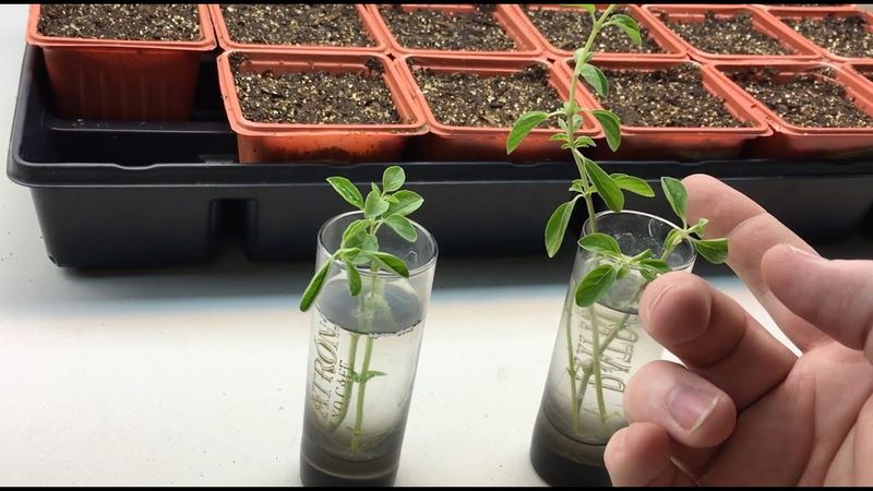 Oregano