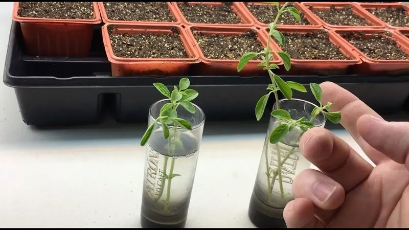 Oregano
