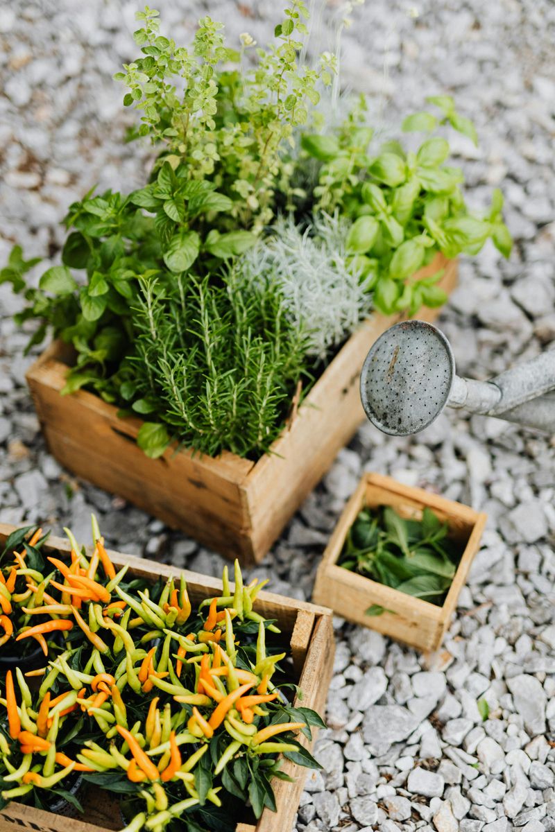 Oregano
