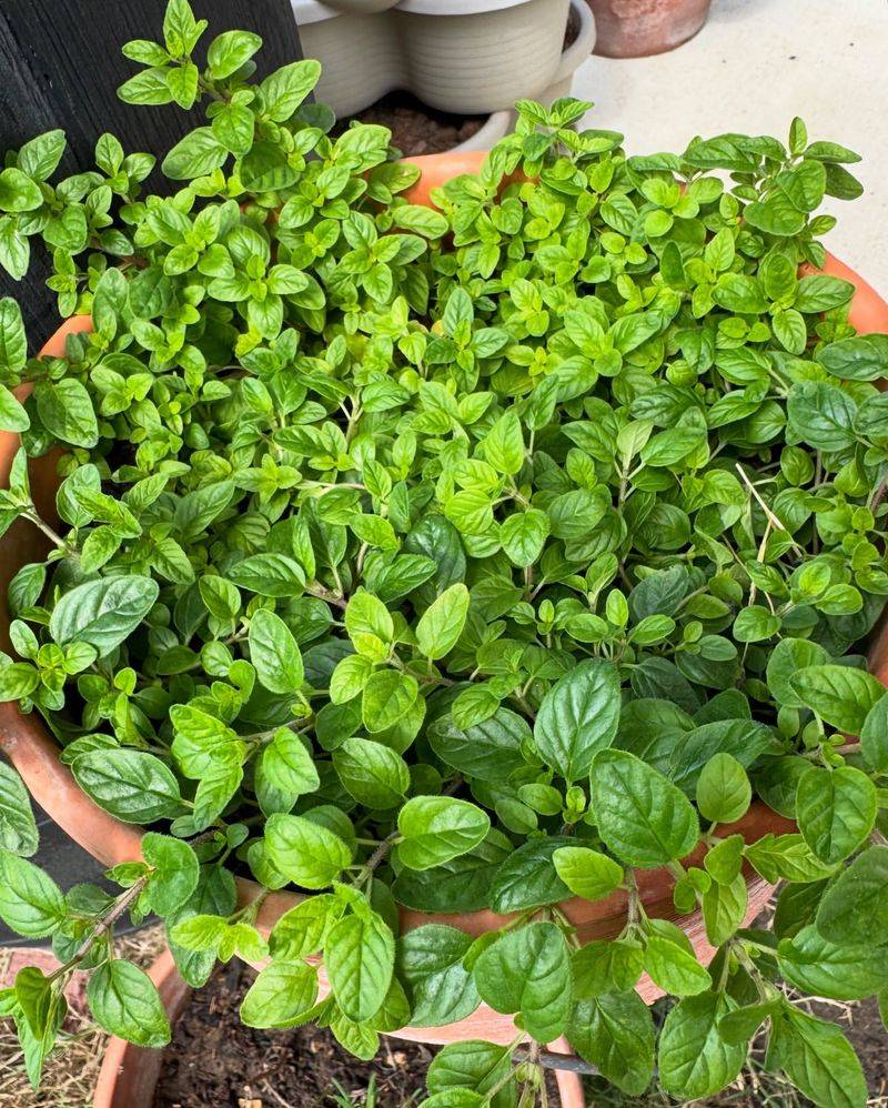 Oregano