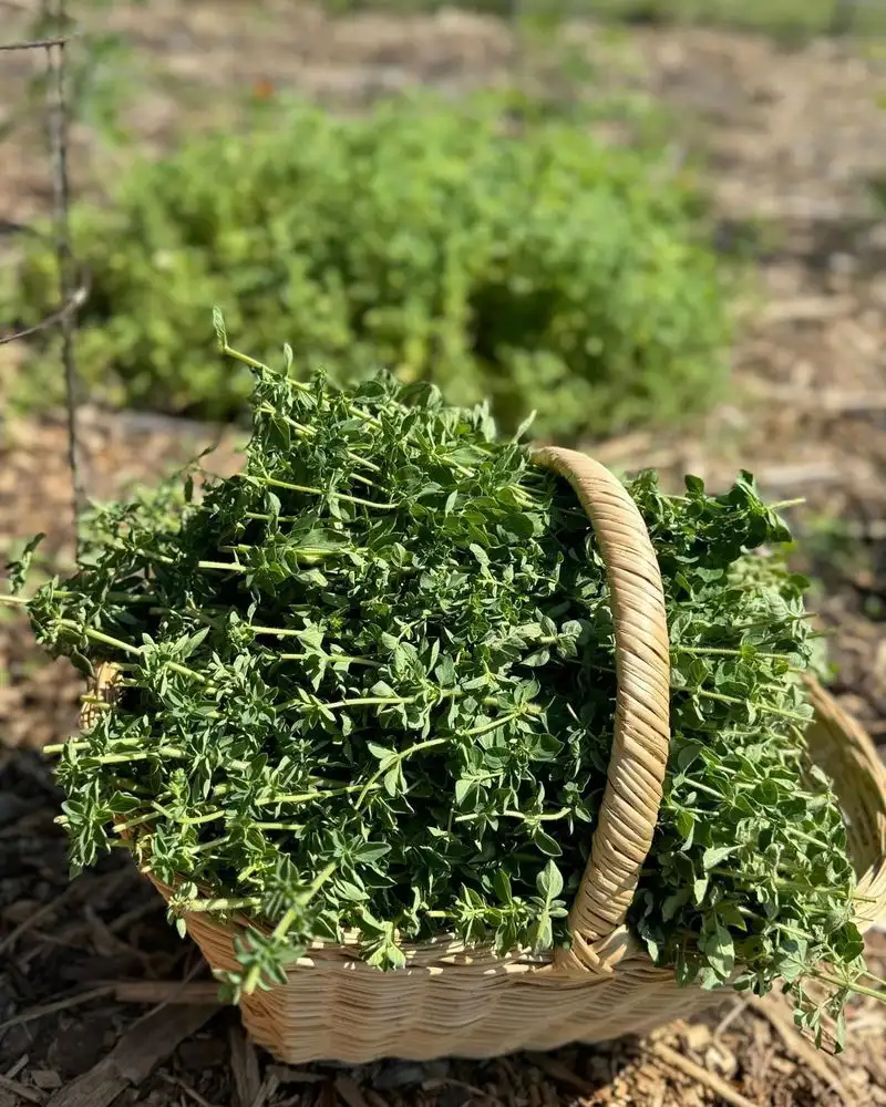 Oregano