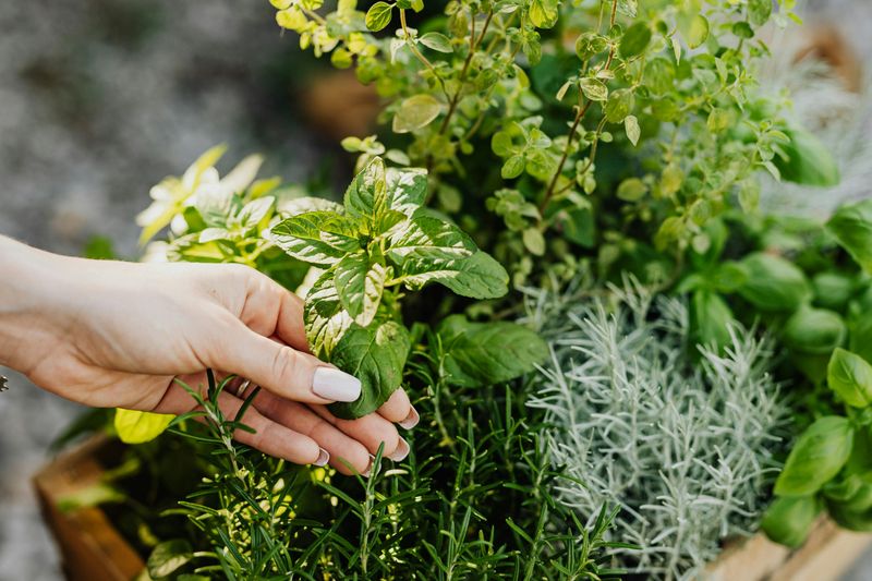 Oregano