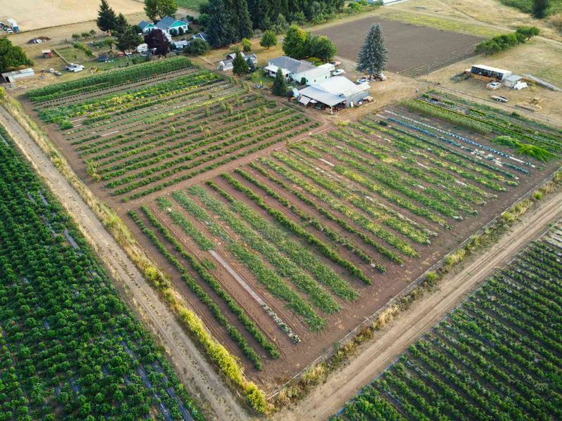 Organic Food Availability