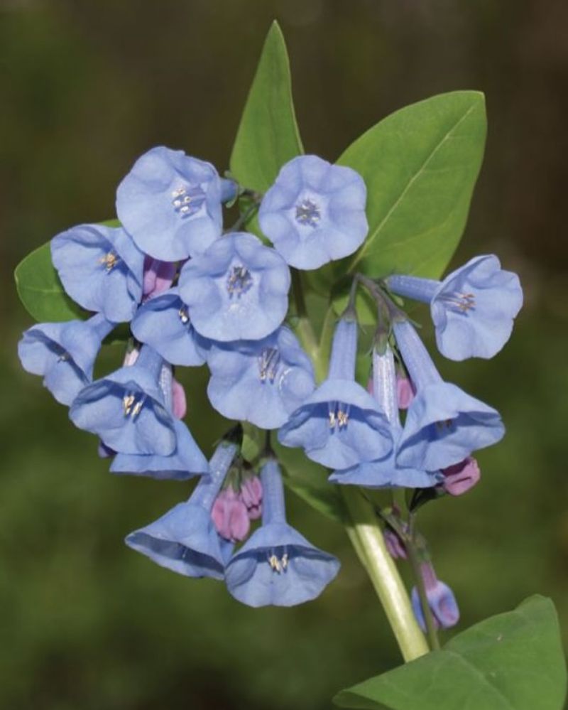 Virginia Bluebells (Mertensia virginica)