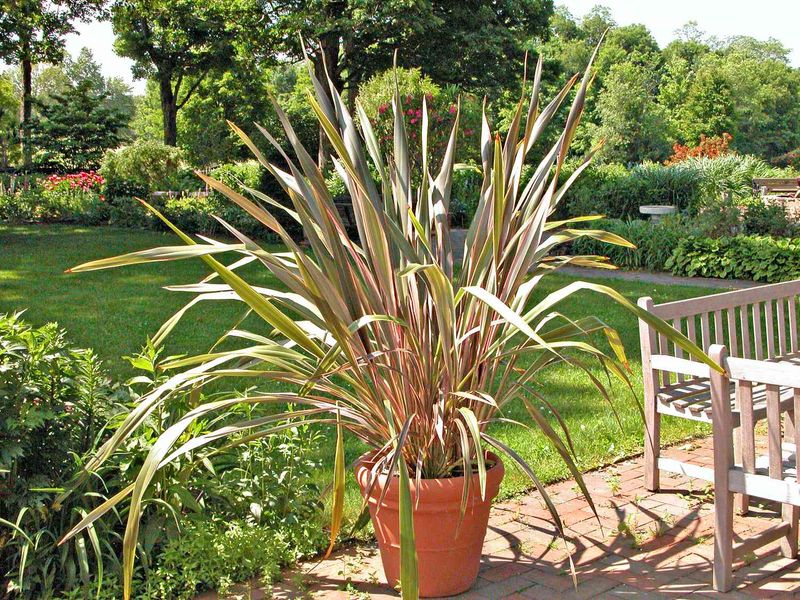 Ornamental Grass