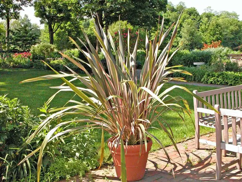 Ornamental Grass