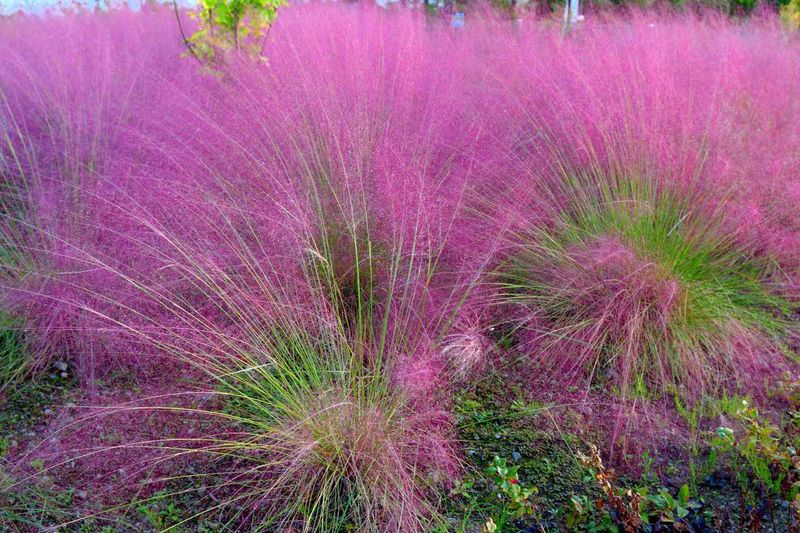 Ornamental Grasses