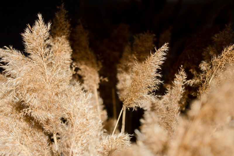 Ornamental Grasses (Repel)