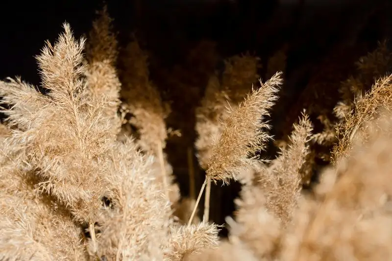 Ornamental Grasses (Repel)