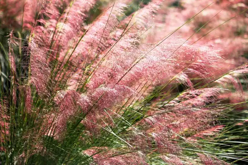 Ornamental Grasses