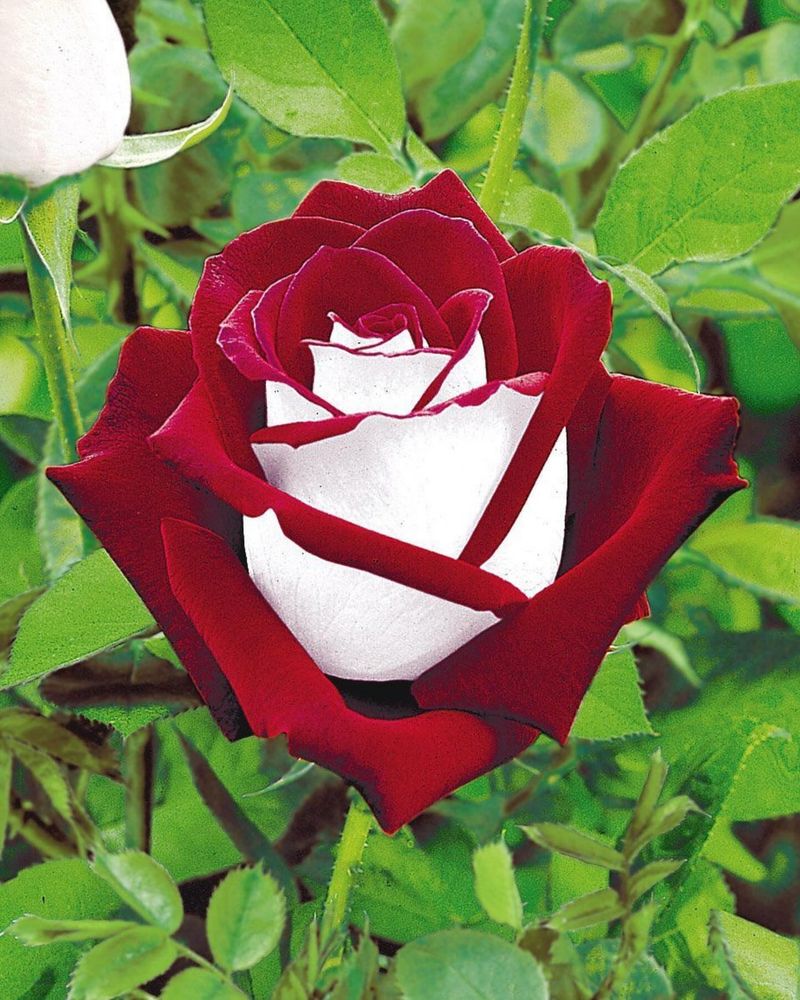 Osiria Rose
