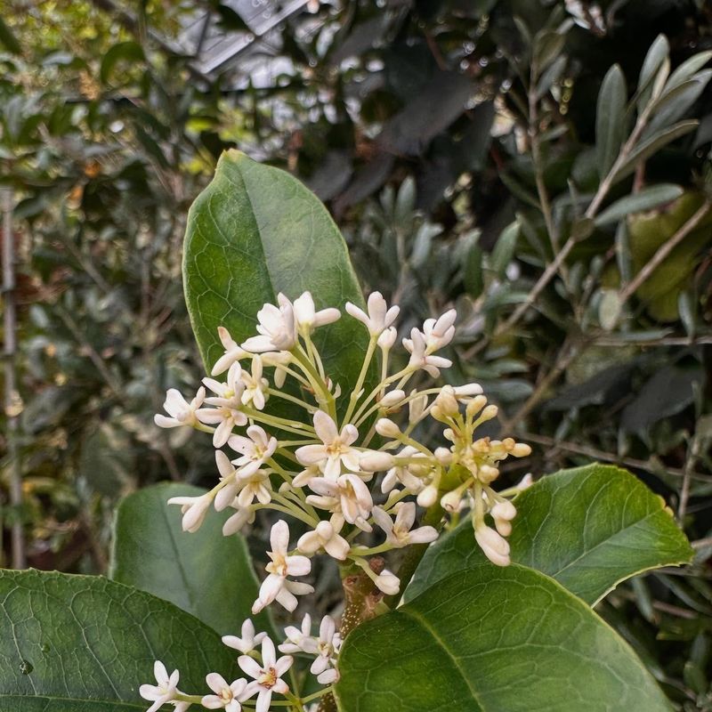 Osmanthus
