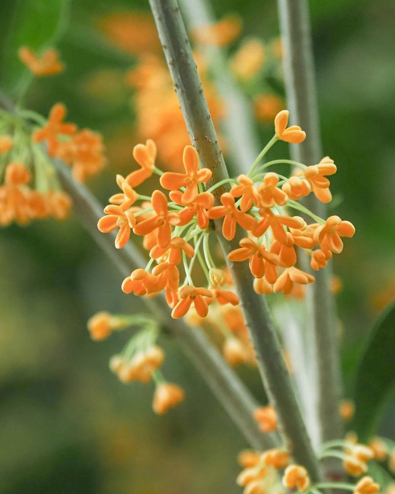 Osmanthus