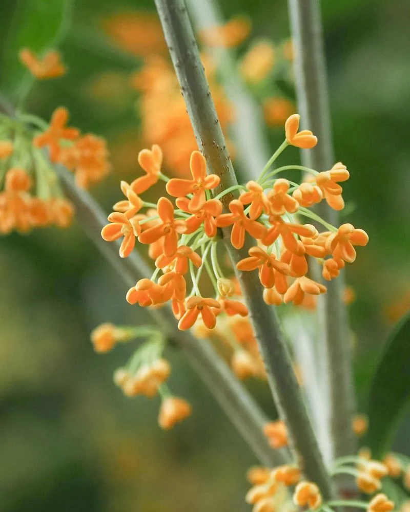 Osmanthus