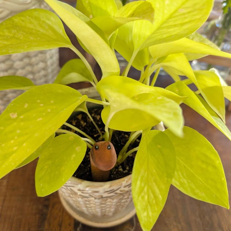 Over-Watering Plants