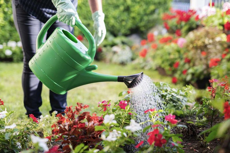 Over-Watering Your Plants