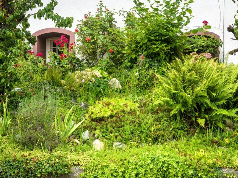 Overgrown Plants